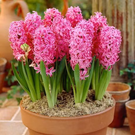 5 loai hoa dep my man chung trong nha ngay Tet chi nguoi sanh hoa moi biet - Anh 12