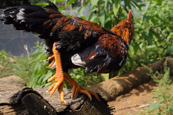 Về nơi cội nguồn giống gà 9 cựa