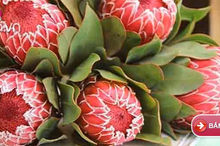 5 loại hoa đẹp mỹ mãn chưng trong nhà người sành hoa mới biết