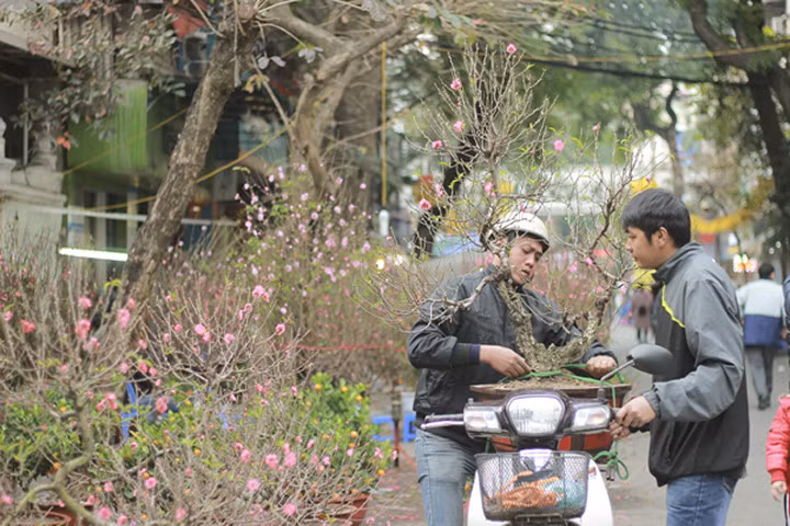 Rộn ràng chợ hoa cổ nhất Hà Nội những ngày giáp Tết