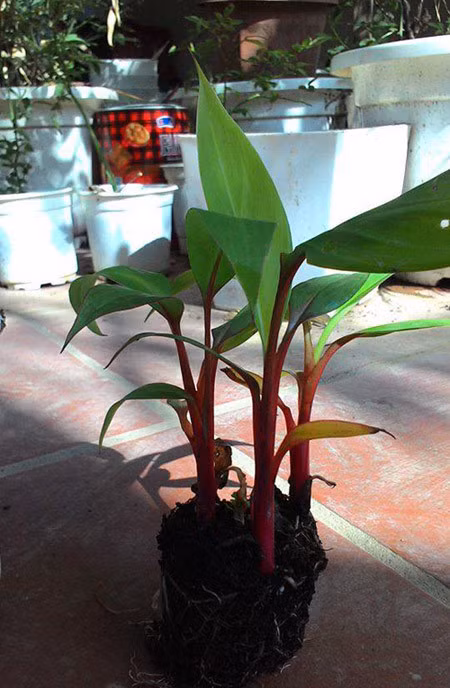 Chi em san mua chuoi do ruc sieu la gia 250.000 dong/kg - Anh 8