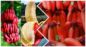 Chi em san mua chuoi do ruc sieu la gia 250.000 dong/kg - Anh 3