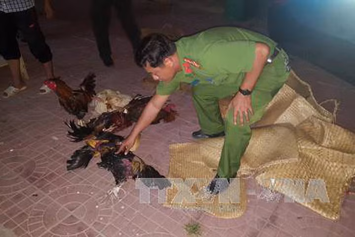 Cà Mau: Phá trường gà quy mô lớn giáp ranh 3 huyện