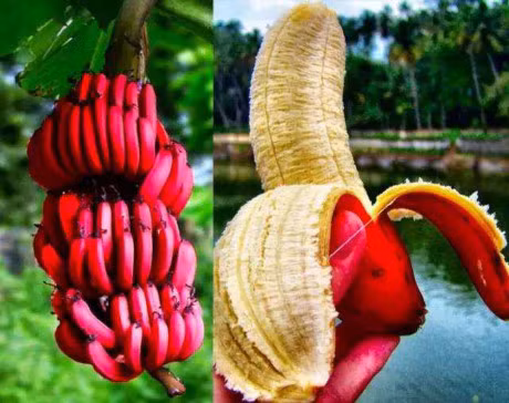 Chi em san mua chuoi do ruc sieu la gia 250.000 dong/kg - Anh 5