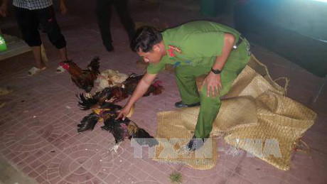 Cà Mau: Phá trường gà quy mô lớn giáp ranh 3 huyện - Ảnh 2 Ca Mau: Pha truong ga quy mo lon giap ranh 3 huyen - Anh 2