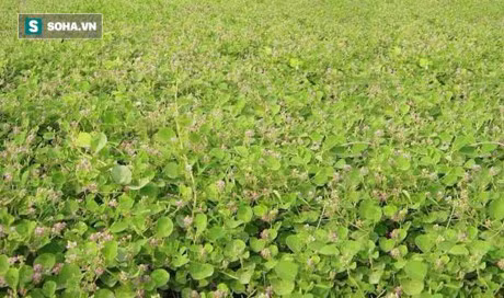 Duoc lieu quy khac tinh cua soi than moc hoang trong vuon nha ban - Anh 3