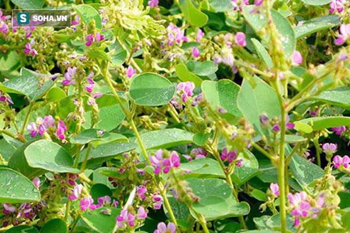 Dược liệu quý khắc tinh của sỏi thận mọc hoang trong vườn nhà bạn
