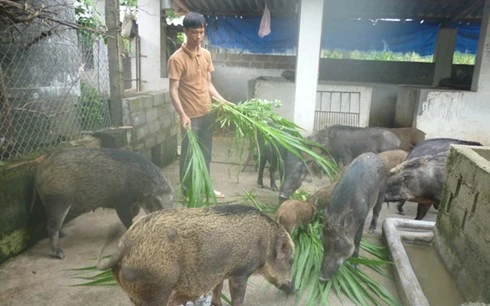 Đàn lợn rừng thương phẩm của gia đình anh Trung.