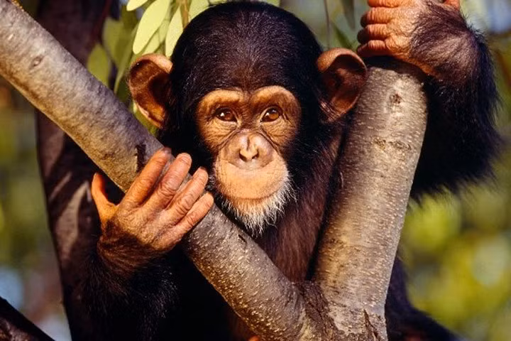 Cao khỉ có phải là thần dược chữa được bách bệnh?