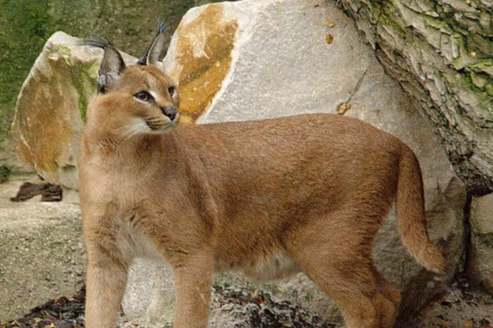 Một chú mèo Caracal hoang dã. Nguồn: Odditycentral