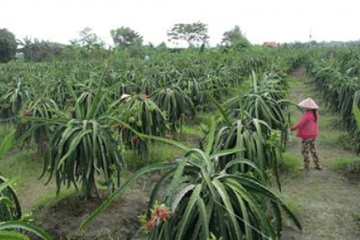 Mắc đèn cho thanh long, bị điện giật tử vong