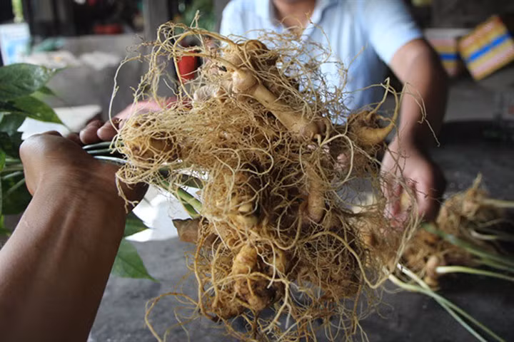 Bắt nghi can nhổ trộm 500 gốc tương đương 10kg sâm Ngọc Linh