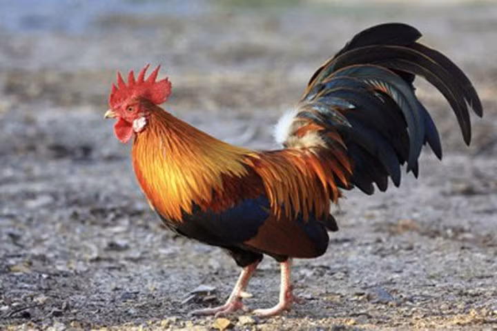 Chuyên gia mách kinh nghiệm mua gà đúng ý