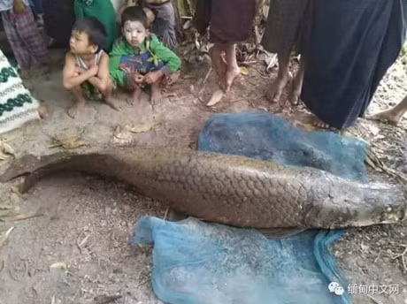 Can canh vua ca vua xuat hien o Myanmar gay soc - Anh 3