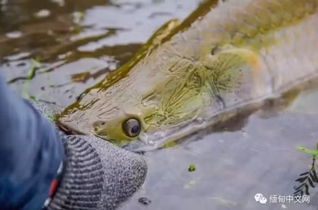 Can canh vua ca vua xuat hien o Myanmar gay soc - Anh 6