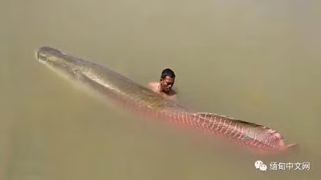 Can canh vua ca vua xuat hien o Myanmar gay soc - Anh 4