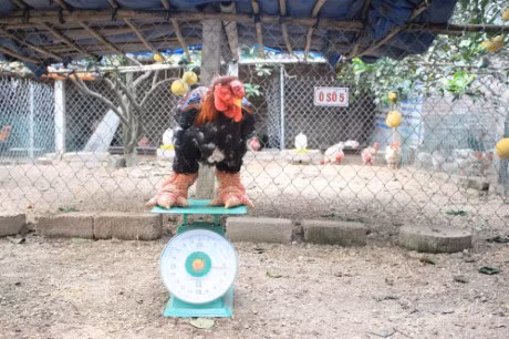 Chuyen gia mach kinh nghiem mua ga dung y - Anh 3