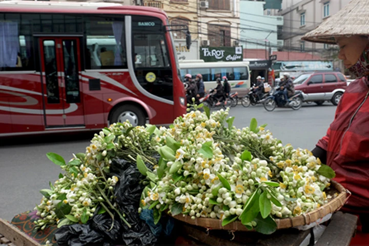 Nồng nàn hoa bưởi ngát hương phố Hà Nội