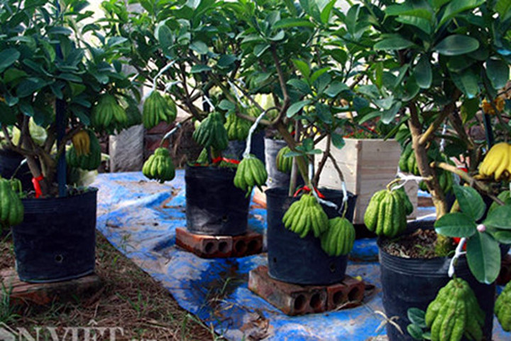 Bonsai phật thủ dáng lạ có nguy cơ "cháy hàng" trước Tết