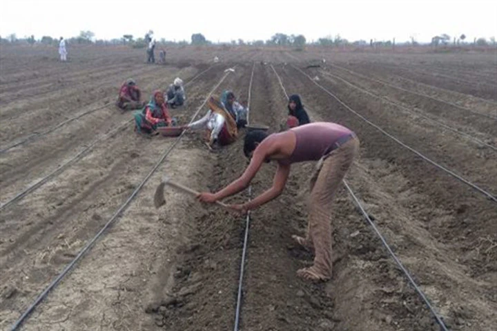 Trang trại của Sankalp Sharma theo phương pháp canh tác tự nhiên, không dùng hóa chất hay thuốc bảo vệ thực vật.