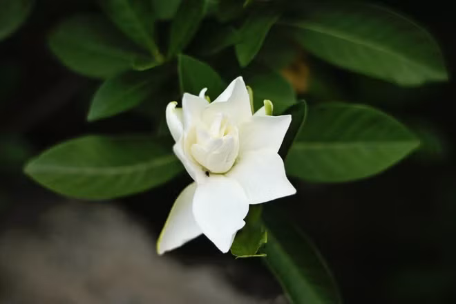 Những câu chuyện kỳ bí quanh ngôi nhà Bá Kiến