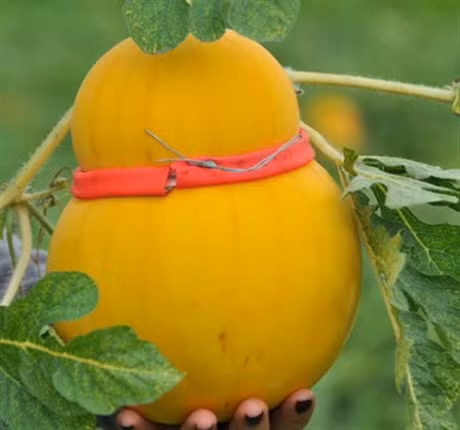 Loat dua hau doc la gia bac trieu gay 