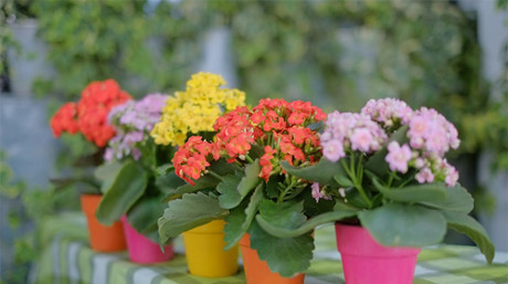Những điều ít người biết về cây sống đời - Ảnh 3 Nhung dieu it nguoi biet ve cay song doi - Anh 3