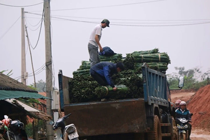 Lá dong hiếm, người “săn” lá thu tiền triệu mỗi ngày