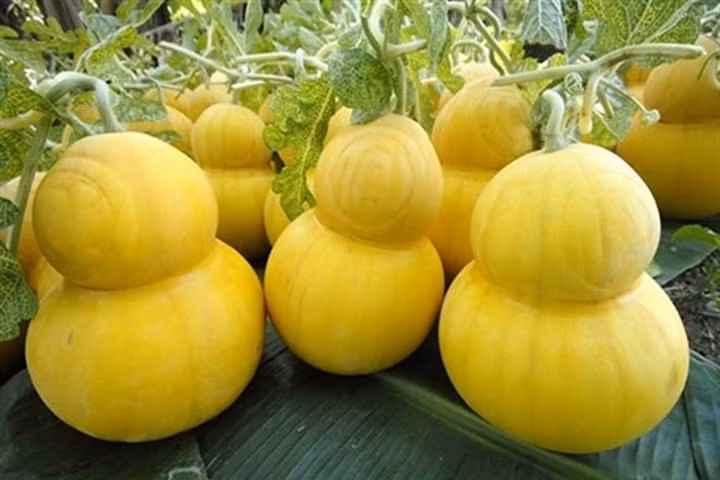 Loạt dưa hấu độc lạ giá bạc triệu gây “sốt” dịp Tết 2017