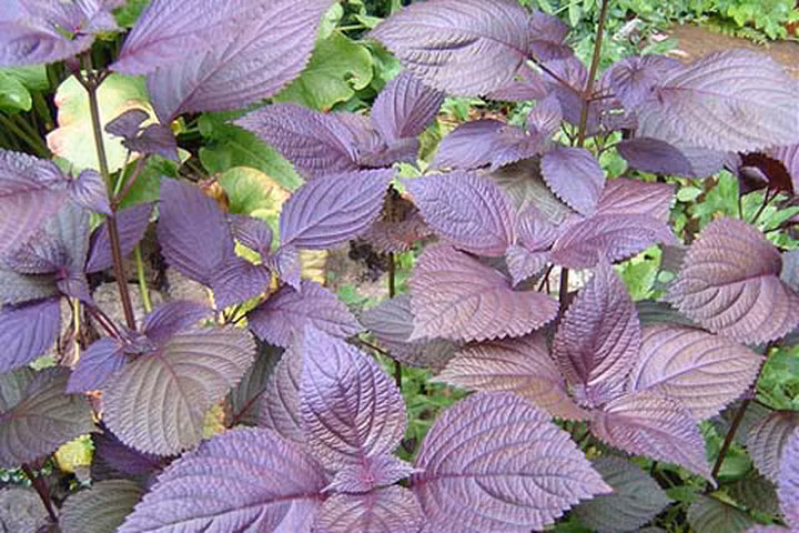 Hướng dẫn cách trồng cây tía tô cực đơn giản ngay tại nhà