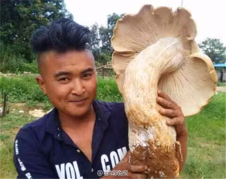 Diem loat hoa qua khong lo gay sot nam 2016 - Anh 6