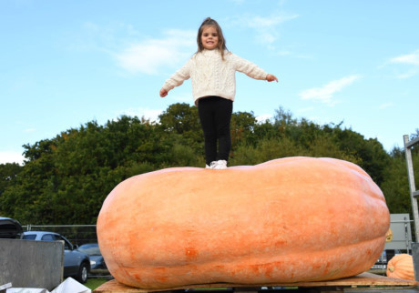 Diem loat hoa qua khong lo gay sot nam 2016 - Anh 8