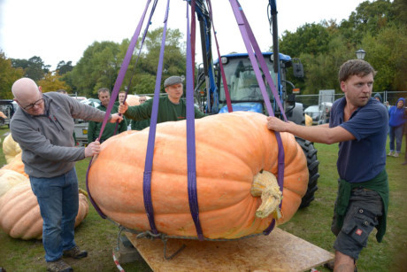 Diem loat hoa qua khong lo gay sot nam 2016 - Anh 7