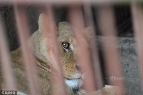 Am anh anh mat cua dong vat trong so thu hoang tan - Anh 5