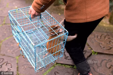 Am anh anh mat cua dong vat trong so thu hoang tan - Anh 11