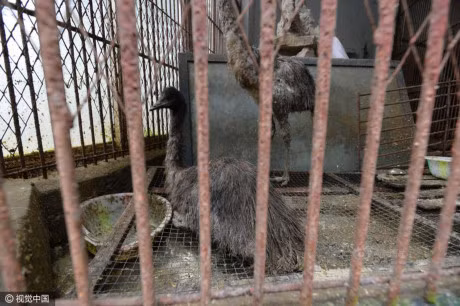 Am anh anh mat cua dong vat trong so thu hoang tan - Anh 9