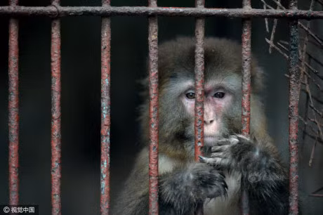 Am anh anh mat cua dong vat trong so thu hoang tan - Anh 4