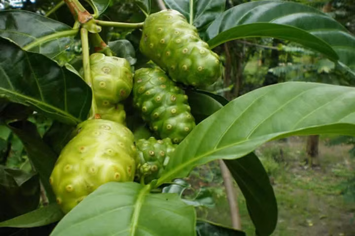 Tác dụng bất ngờ của cây nhàu