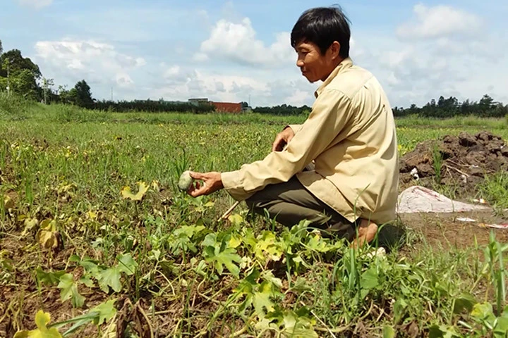 Ruộng bí đao vàng úa của ông Nguyễn Văn Ánh.