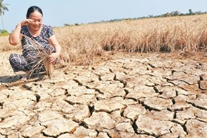 El Nino 2015-2016 đã gây ra đợt hạn mặn lớn nhất trong vòng hơn 100 năm.