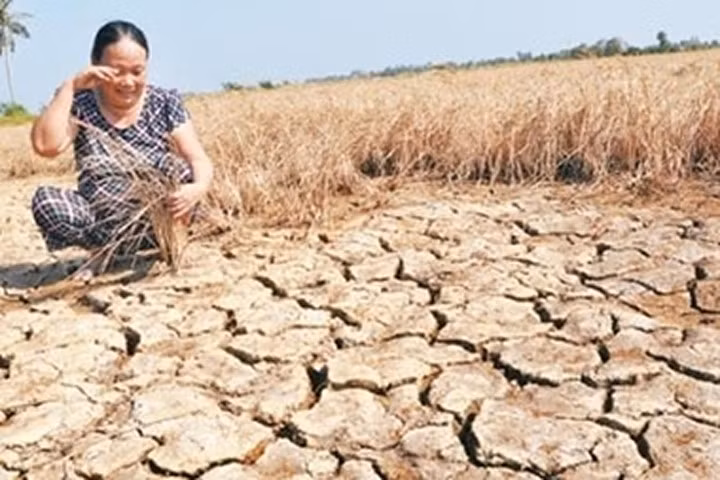 El Nino 2015-2016 đã gây ra đợt hạn mặn lớn nhất trong vòng hơn 100 năm.