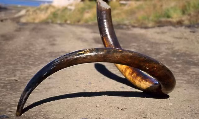  Một chiếc ngà của voi ma mút được tìm thấy trên bán đảo Taimyr ở vùng Siberia. 