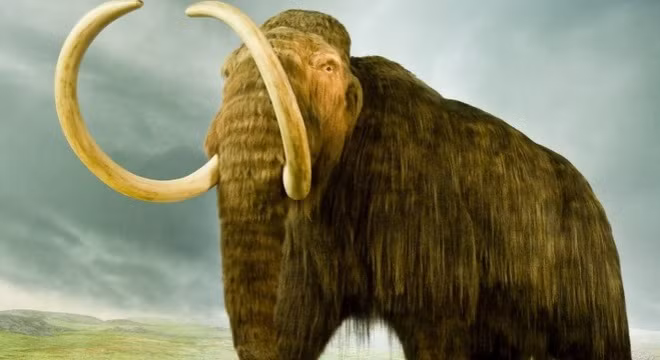 Loài voi ma mút được cho là biểu tượng tinh hoa của kỷ Băng Hà. Ảnh: Phys.org