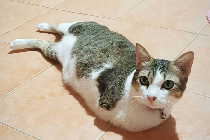 Nghị lực sống phi thường của chú mèo bị điện giật, mất 2 chân trước