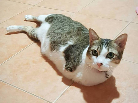 Nghị lực sống phi thường của chú mèo bị điện giật, mất 2 chân trước - Ảnh 1 Nghi luc song phi thuong cua chu meo bi dien giat, mat 2 chan truoc - Anh 1