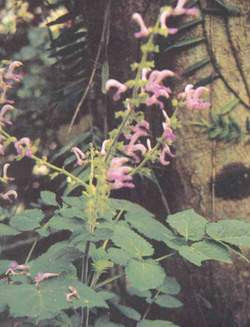 Đan sâm ẩm - trà dược quý