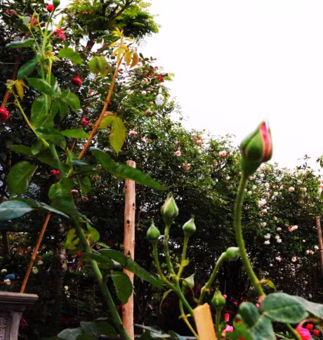 Ha Noi: Hong co Sapa co gia hang chuc trieu dong 