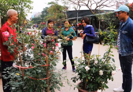 Ha Noi: Hong co Sapa co gia hang chuc trieu dong 