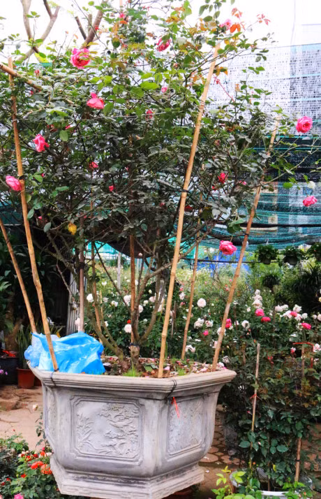 Ha Noi: Hong co Sapa co gia hang chuc trieu dong 