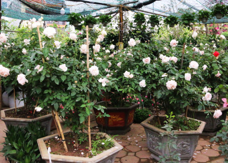 Hà Nội: Hồng cổ Sapa có giá hàng chục triệu đồng  Ha Noi: Hong co Sapa co gia hang chuc trieu dong